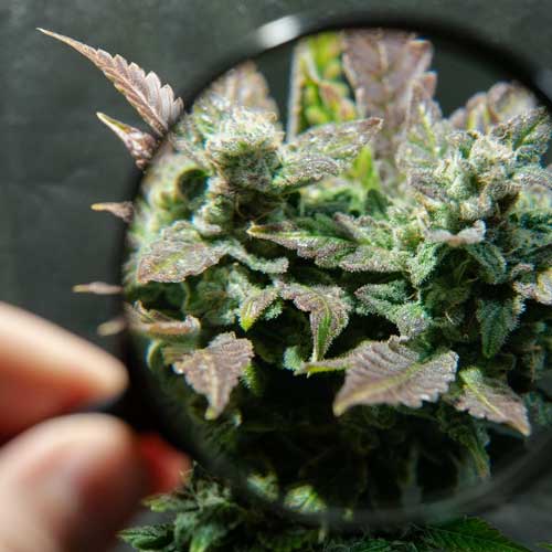 cannabis flower with person grabbing it